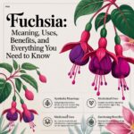 Fluchia