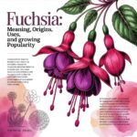 Fluchia